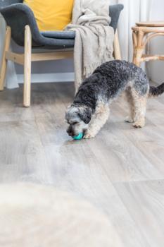 Trixie Denta Fun Ball Hundespielzeug